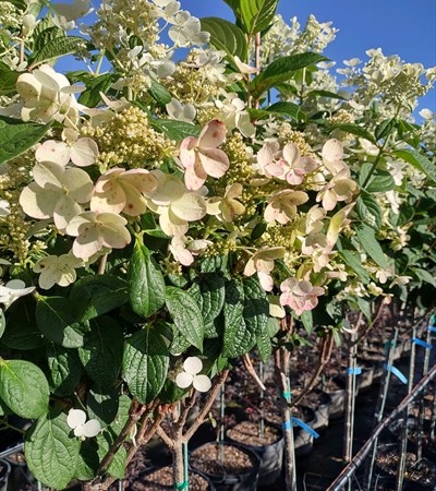 15g Quickfire® Hydrangea - Tree Form