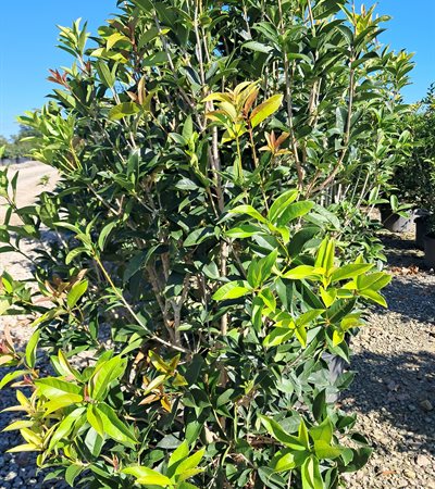 10g Fragrant Tea Olive