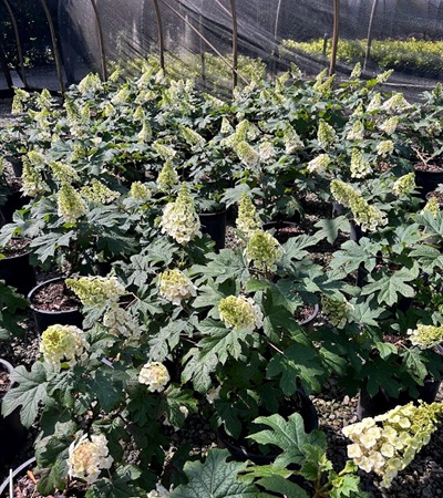 5g Ruby Slippers Oakleaf Hydrangea