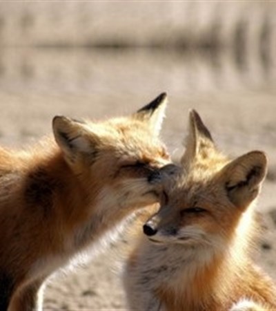 SYMBOLIC RED FOX ADOPTION