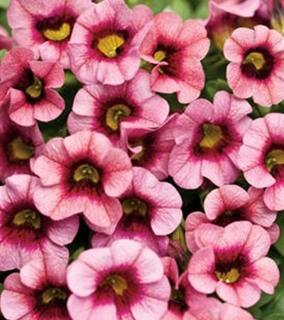 Million Bells Superbells® Strawberry Punch™