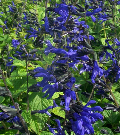 Anise Sage Black and Blue