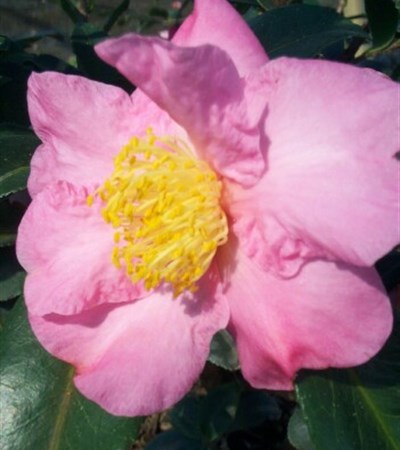 Camellia Winter's Star