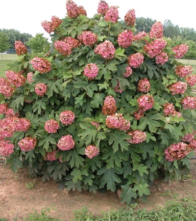 Oakleaf Hydrangea Queen of Hearts