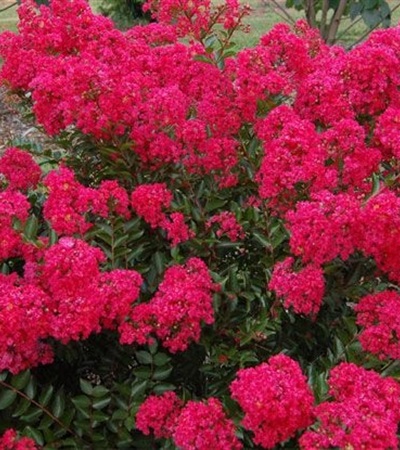Crape Myrtle Razzle Dazzle® Strawberry Dazzle®