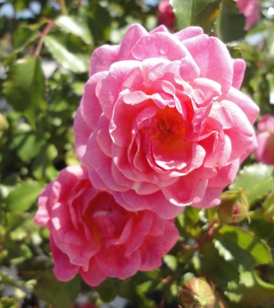 Rose Sweet Drift®