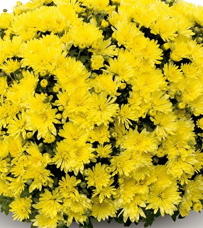 Belgian Mums® Aluga Yellow