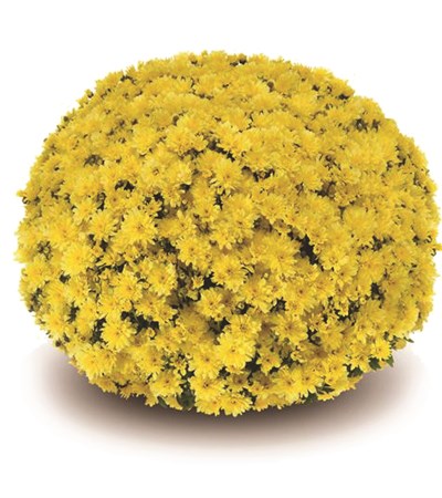 Belgian Mums® Arluno Yellow