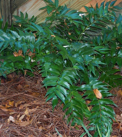 Holly Fern