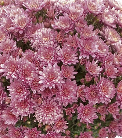 Belgian Mums® Fiora Pink