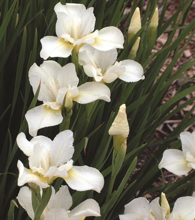 Siberian Iris White Swirl