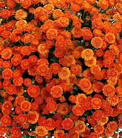 Belgian Mums® Izola Orange