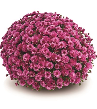 Belgian Mums® Livia Pink