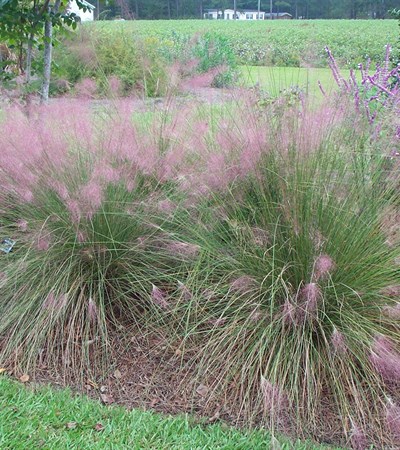 Pink Muhly Grass