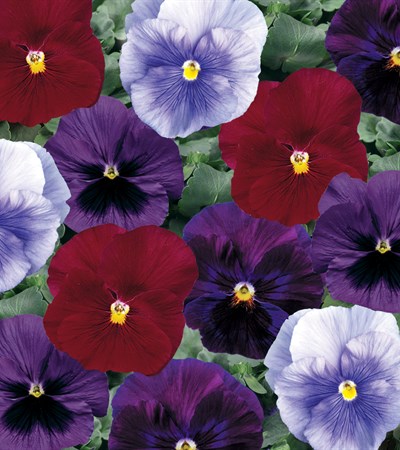 Pansy Delta™ Berry Tart Mix Planter