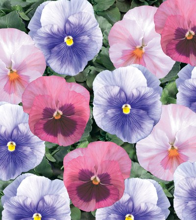 Pansy Delta™ Cotton Candy Mix