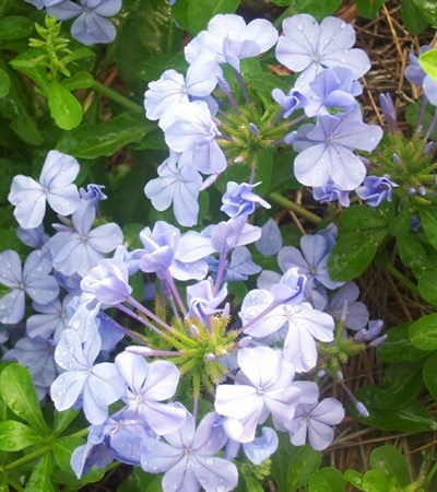 Cape Plumbago