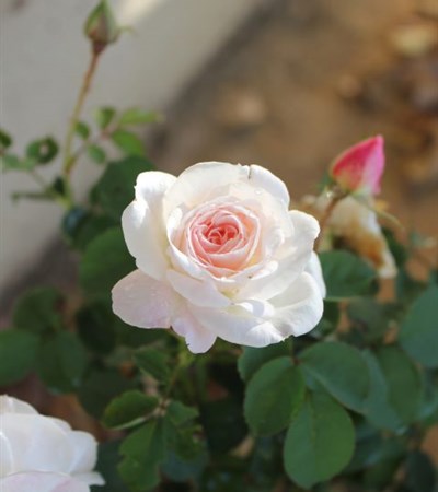 Rose Brindabella Roses™ Touch of Pink™