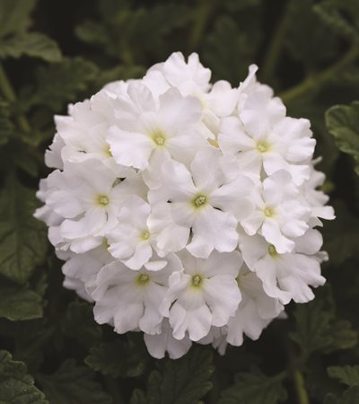 Verbena EnduraScape™ White