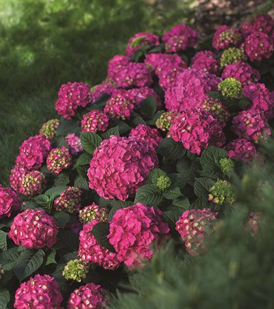 Bigleaf Hydrangea Endless Summer® Summer Crush®