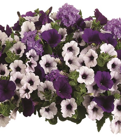 Lilac Festival Hanging Basket