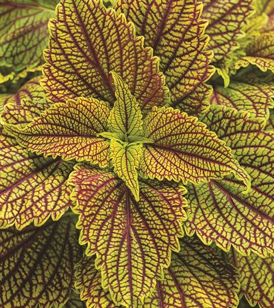 Coleus ColorBlaze® Golden Dreams™