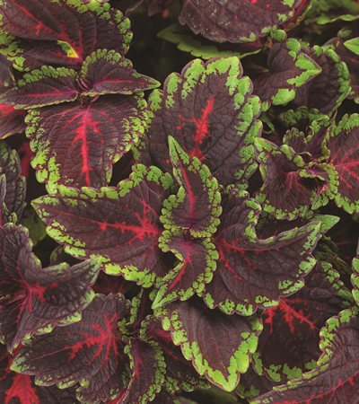 Coleus Colorblaze® Torchlight™