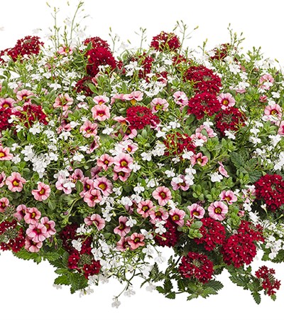 Strawberry Sauce Decorative Bowl