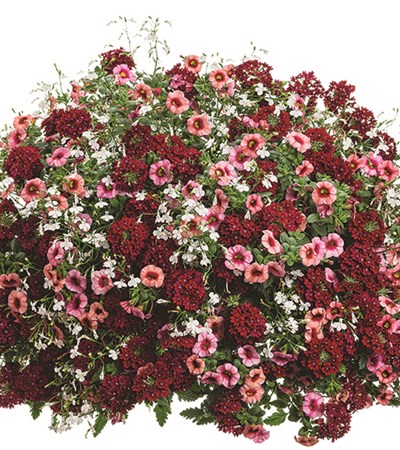 Strawberry Sauce Hanging Basket
