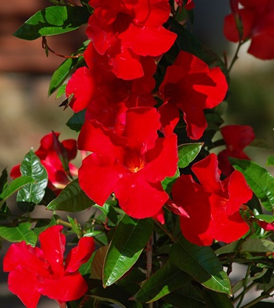 Mandevilla Sun Parasol® Red Emperor®