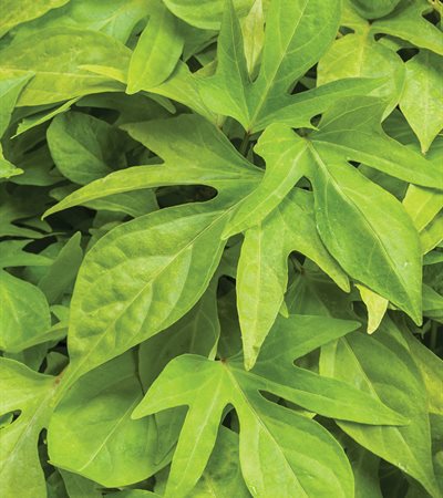 Sweet Potato Vine Kiwi